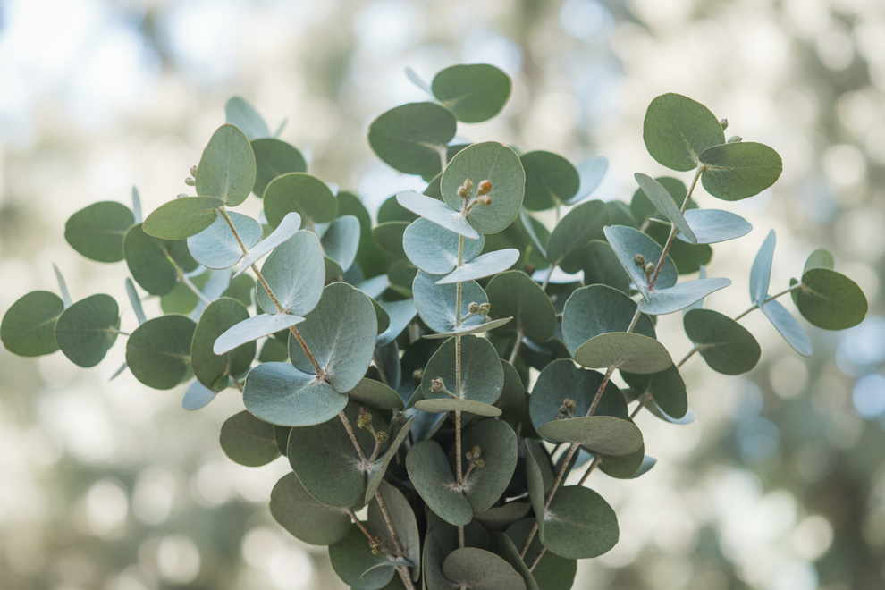 bunches of eucalyptus close up 