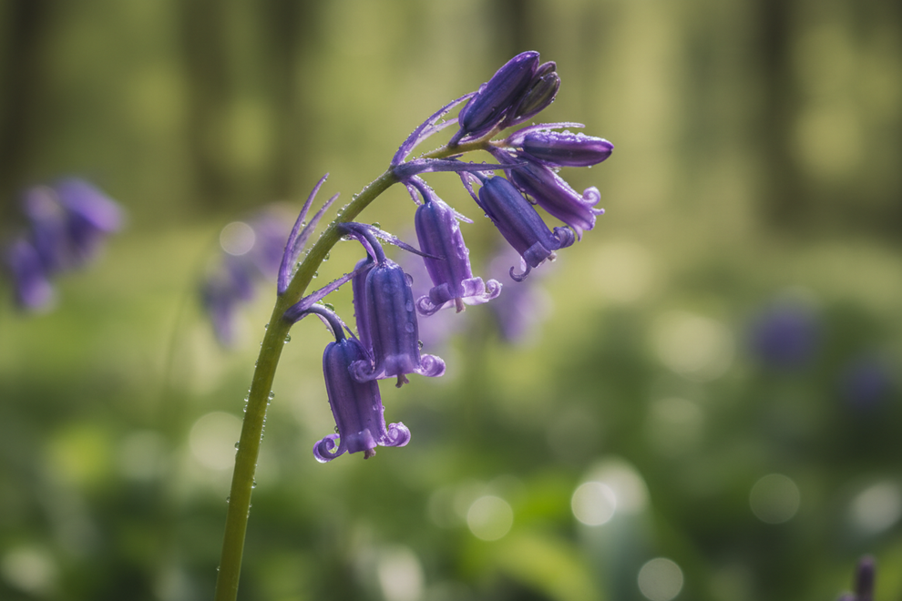 close up of bluebells in nature