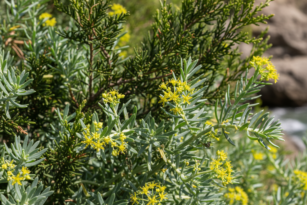 sea fennel and cypress close up