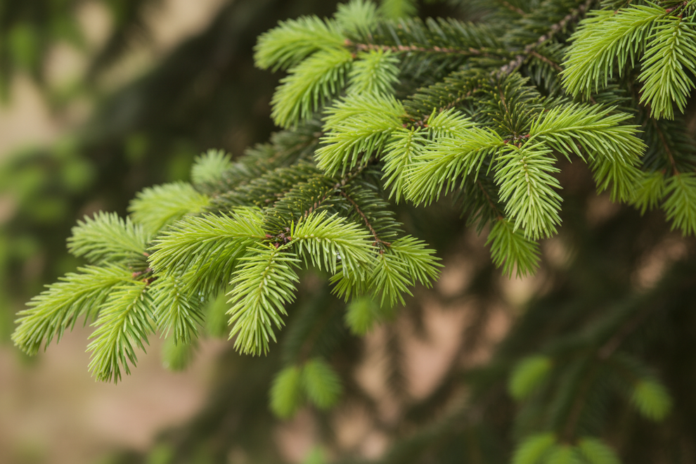 SPRUCE CLOSE UP